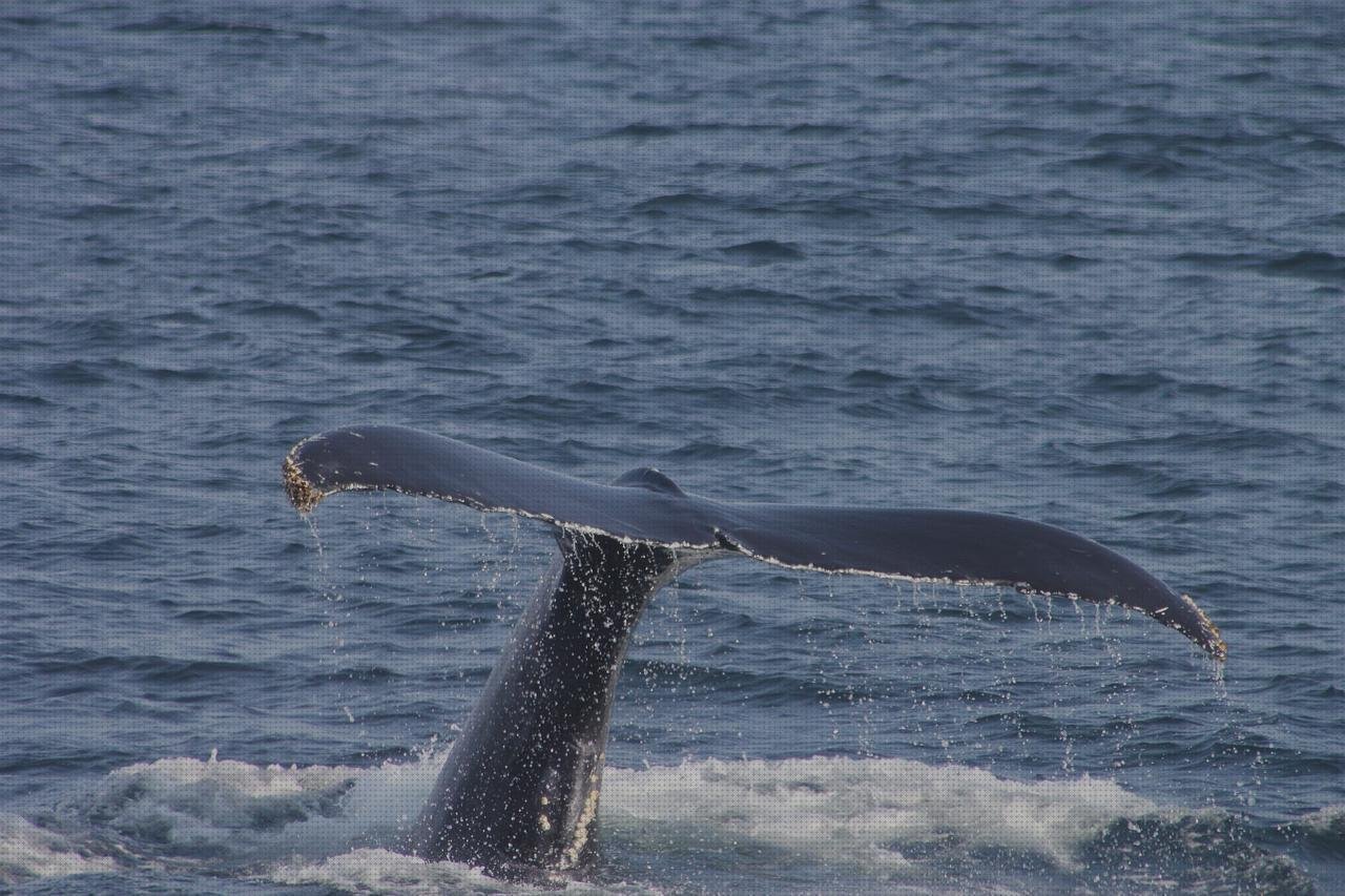 ¿Dónde poder comprar termómetros fluke termómetros?
