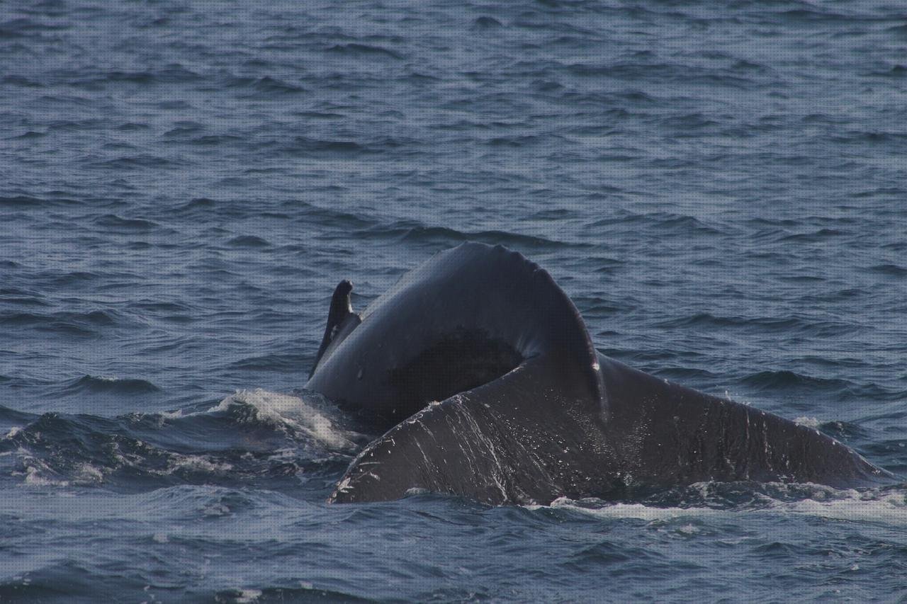 Las mejores marcas de termómetros fluke termómetros