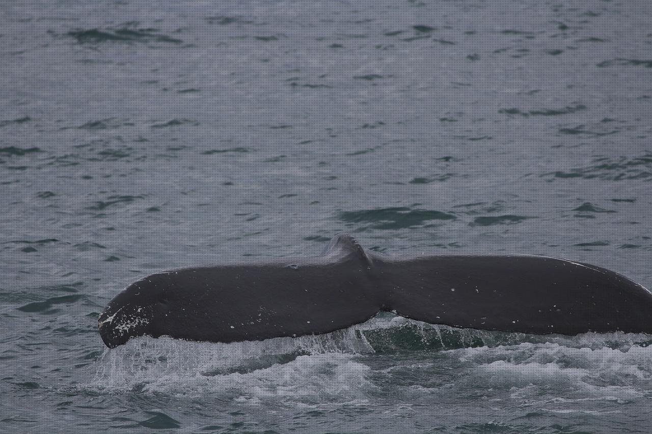 Review de fluke termómetros