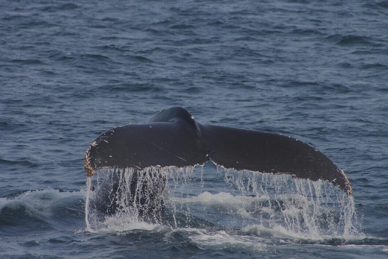 Review de los 12 mejores fluke termómetros para comprar