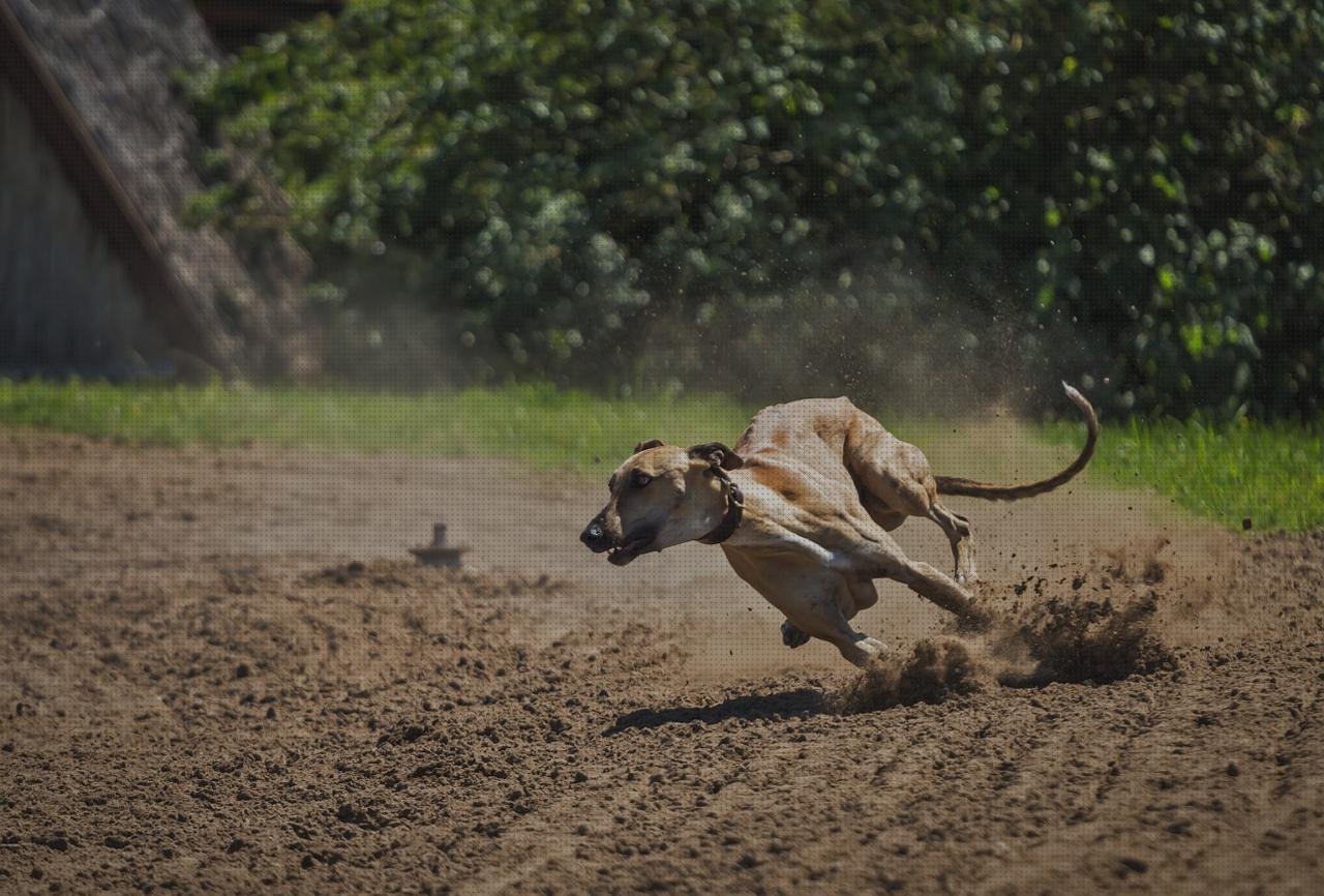 Review de galga tensiometrica entrenamiento