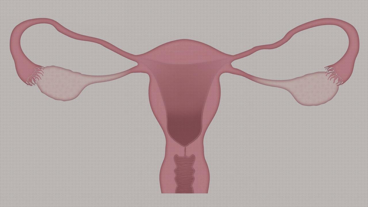 Las mejores Mas ecografo portátil comprar abdominal Mas ecografo schippers Mas ecografo konted ginecologo con ecografo