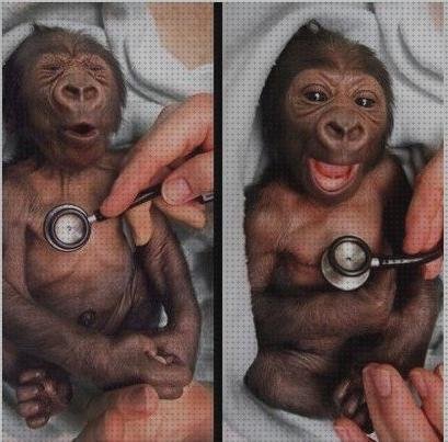 Las mejores gorilas gorila con estetoscopio
