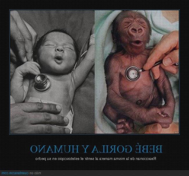 Opiniones de gorilas gorila con estetoscopio