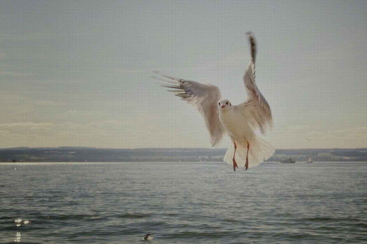 Las mejores marcas de gull gull espirometro