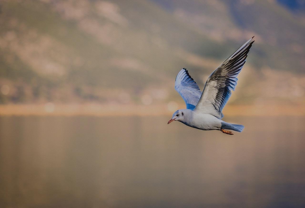 16 Mejores gull espirometro del mundo