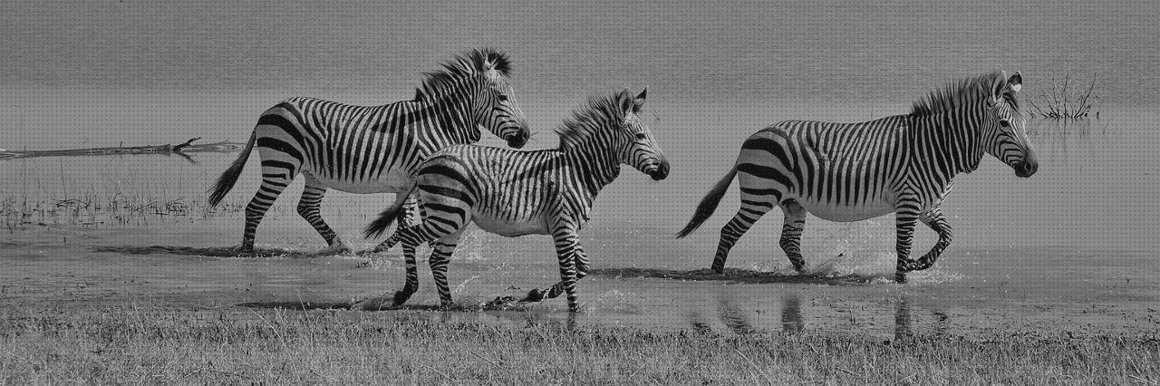 Las mejores apósitos cicatrizantes apósitos hartmann apósitos cicatrizantes