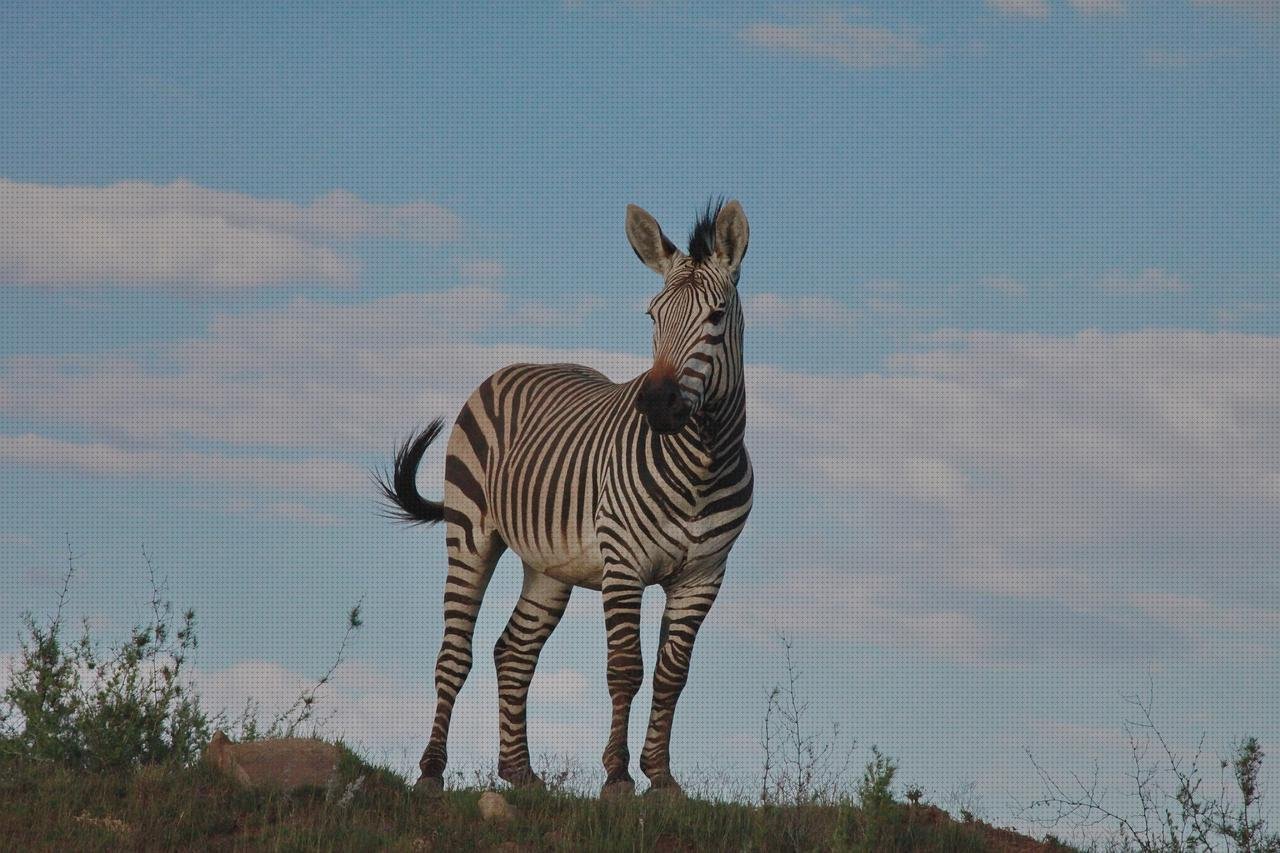 Review de hartmann apósitos cicatrizantes