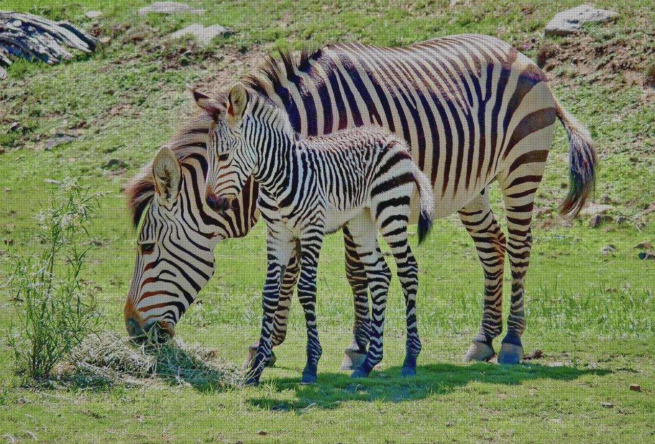 Los 29 Mejores Hartmann Apósitos Cicatrizantes