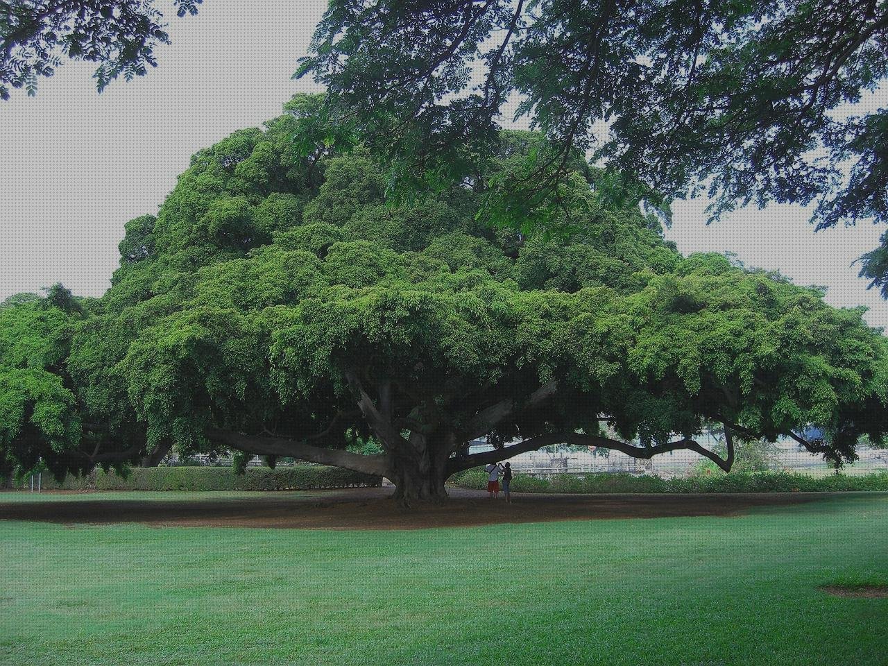 Las mejores marcas de ecografo hitachi ecografo