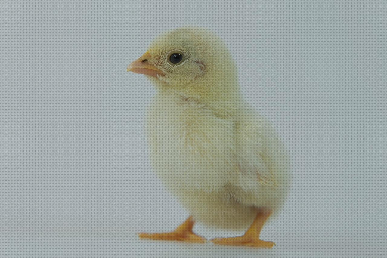 ¿Dónde poder comprar Mas vendas el bronx Mas produtividade de vendas Mas comissao brisanet vendas huevos de vendas escayola?