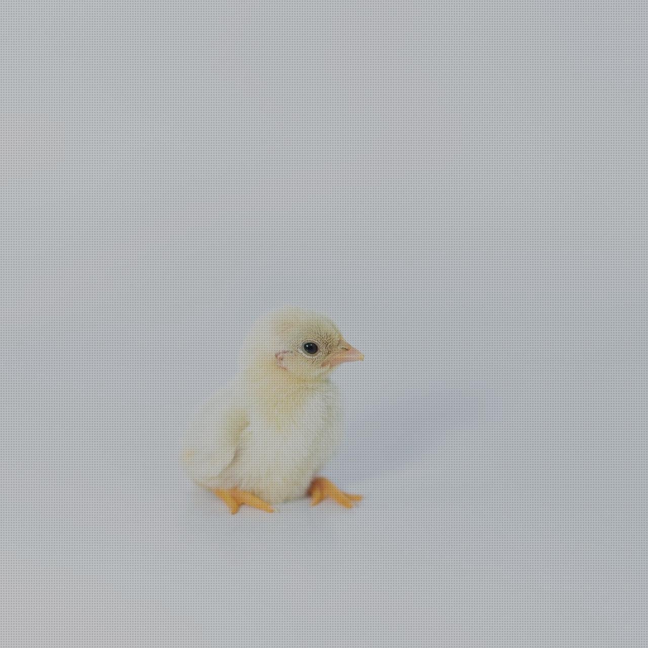 Las mejores marcas de Mas vendas el bronx Mas produtividade de vendas Mas comissao brisanet vendas huevos de vendas escayola