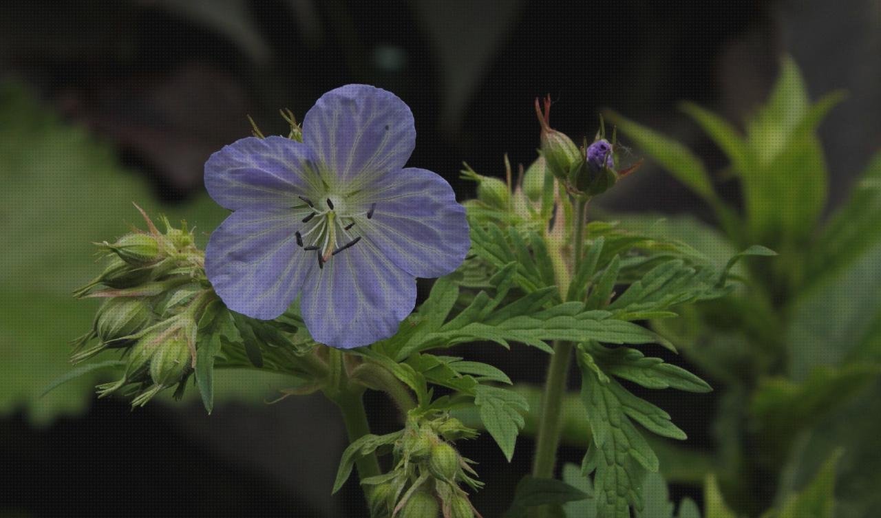 TOP 8 kendall apósitos