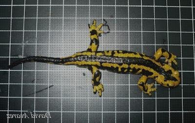 Las mejores marcas de Mas apósitos venex Mas diclofenaco apósitos Mas apósitos 25x10 lactia apósitos