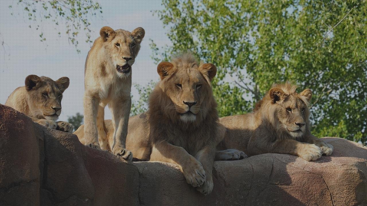 Review de los 19 mejores leones vendas