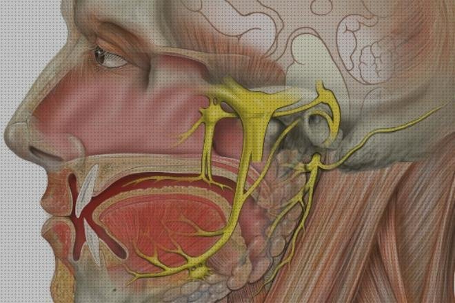 Las mejores marcas de Mas campana fonendoscopio Mas derrame pleural ecografía Mas espirómetros tipos lidocaina apósito
