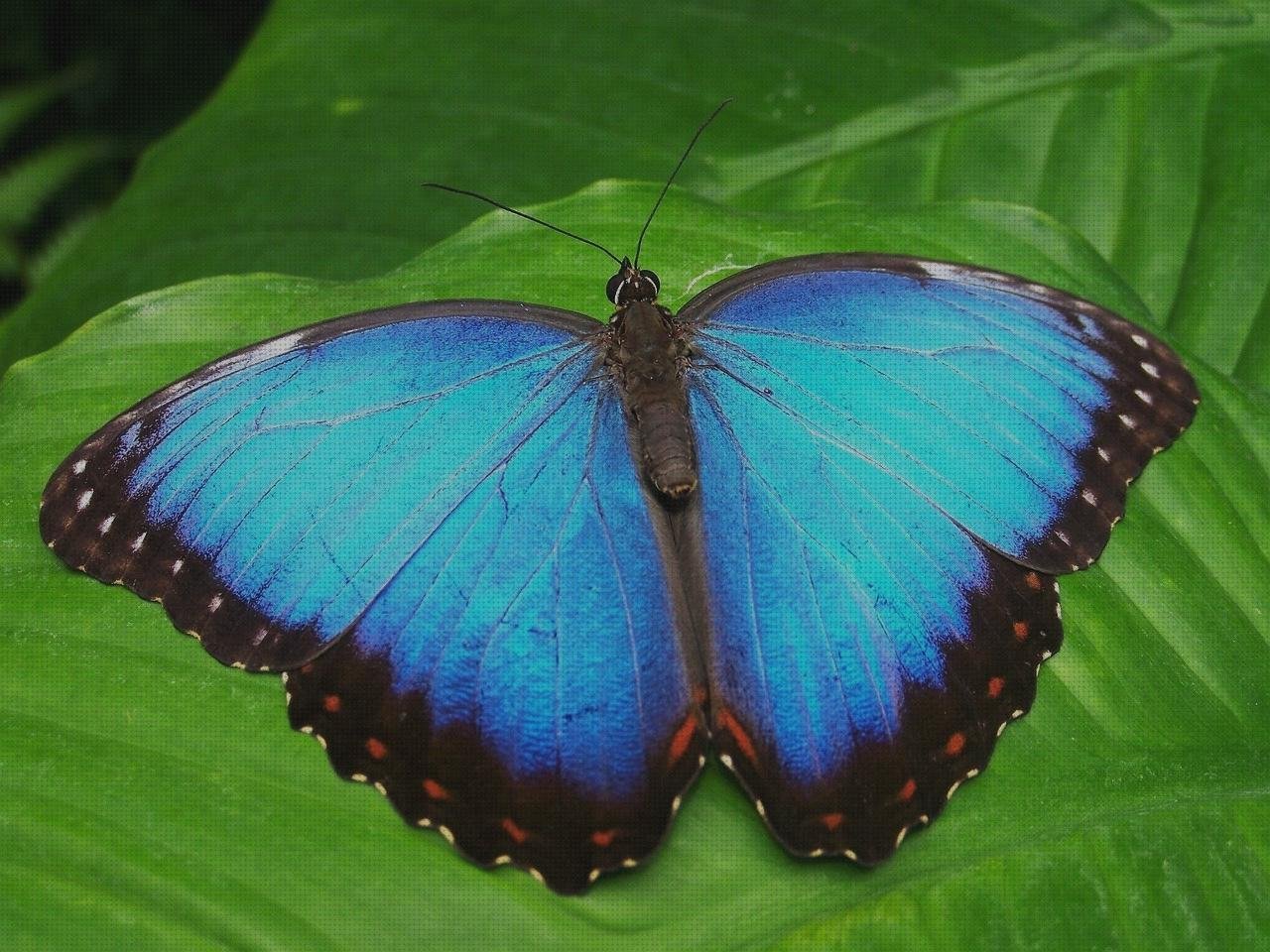 Review de mariposa apósito