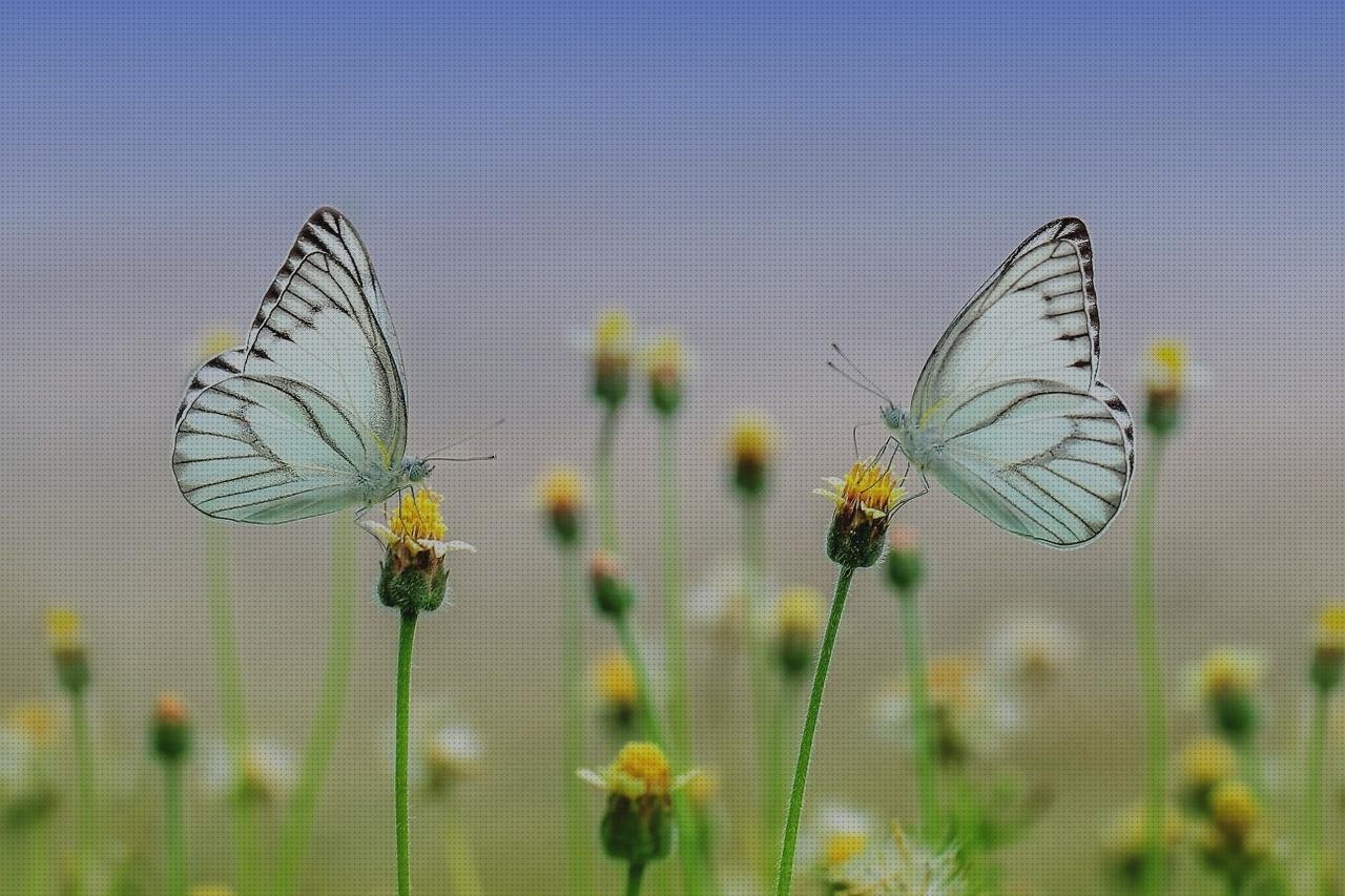 Las 13 Mejores mariposas apósitos