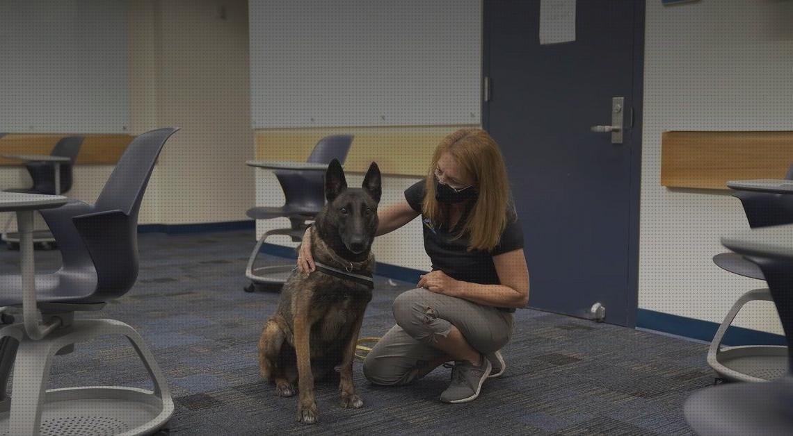 Los 18 Mejores mirex apósitos para comprar