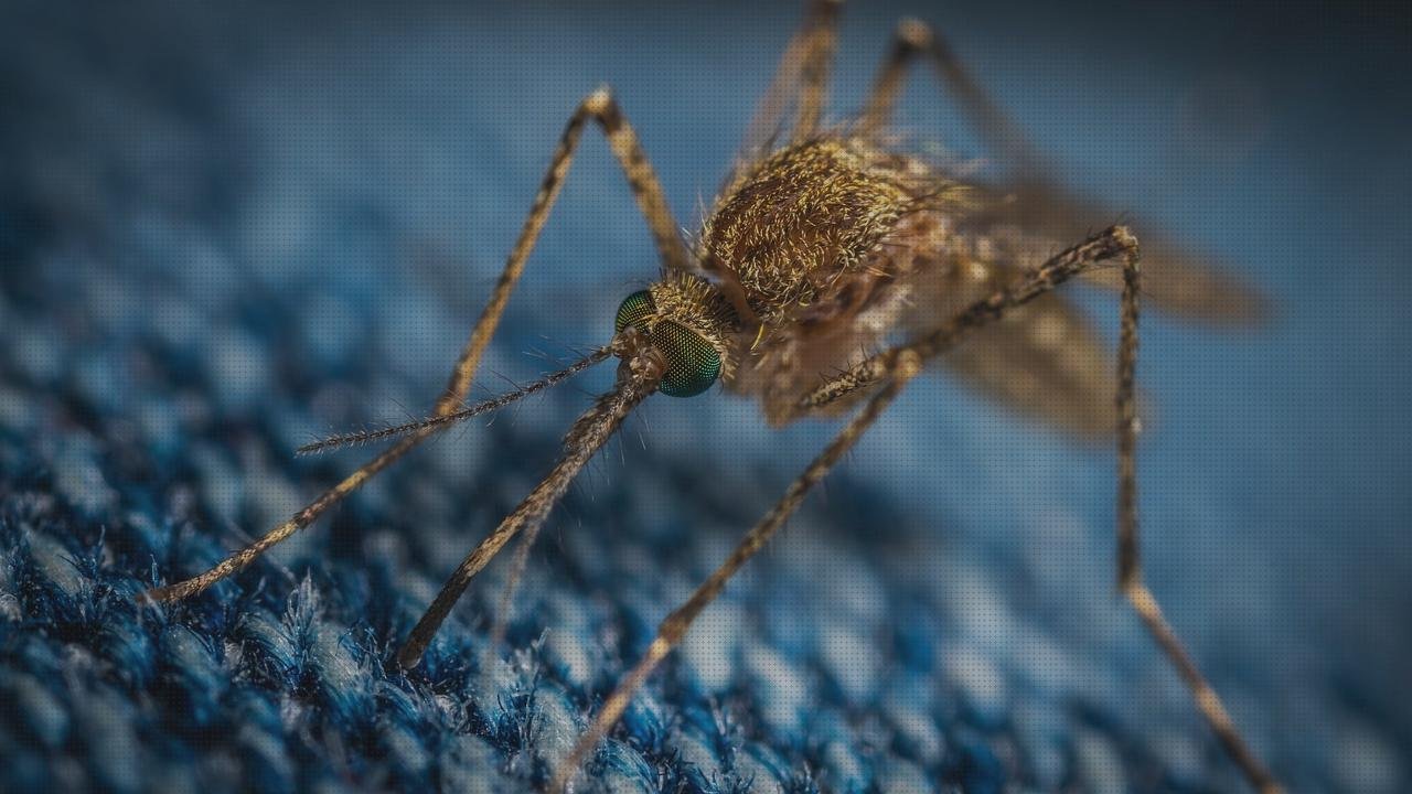 Las mejores marcas de tijera quirurgica dental mosquito tijeras quirurgicas
