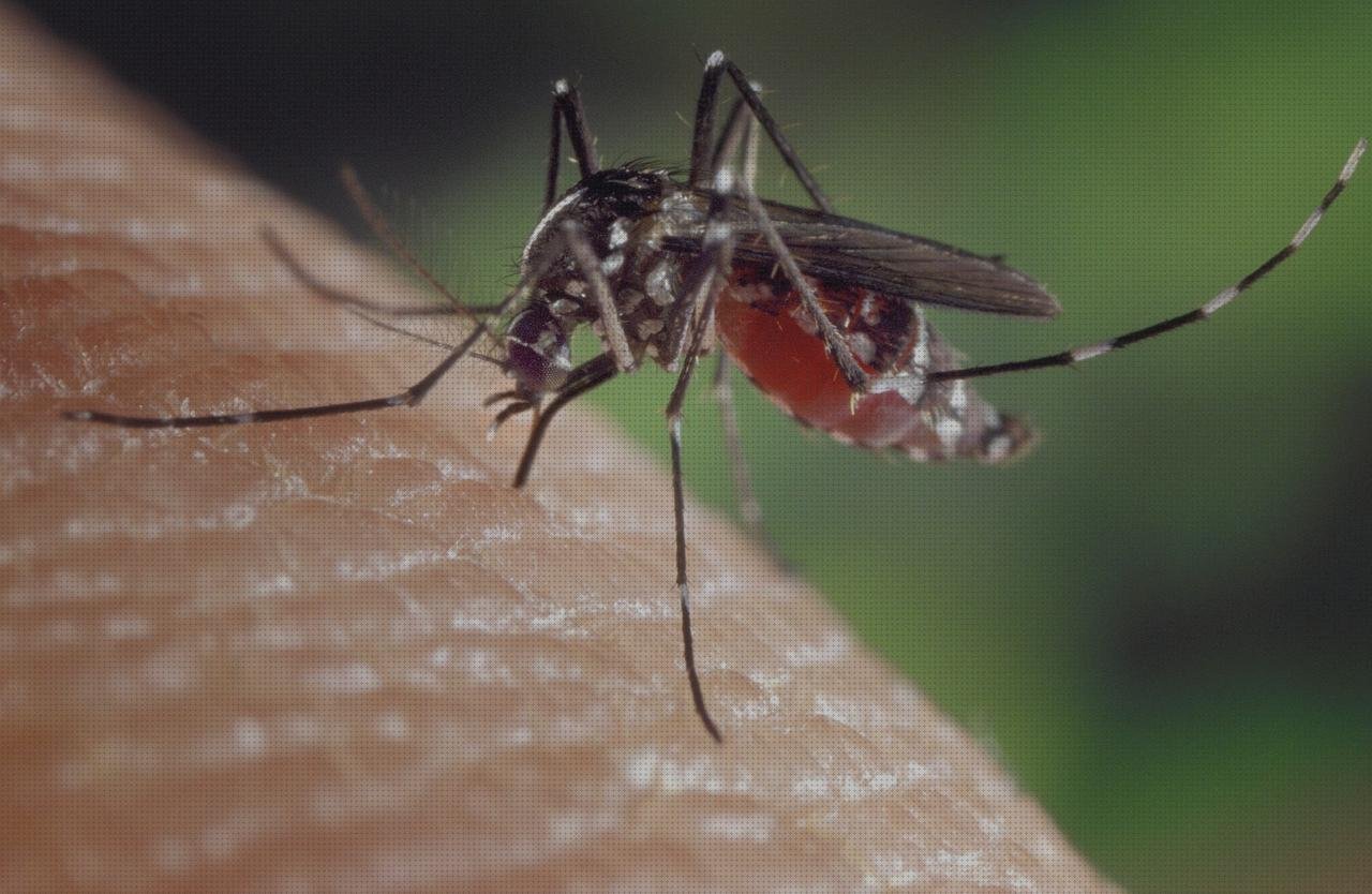 Las mejores tijera quirurgica dental mosquito tijeras quirurgicas