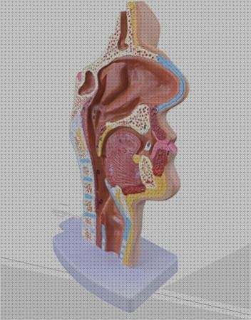 Los 4 Mejores longitudinal nervios