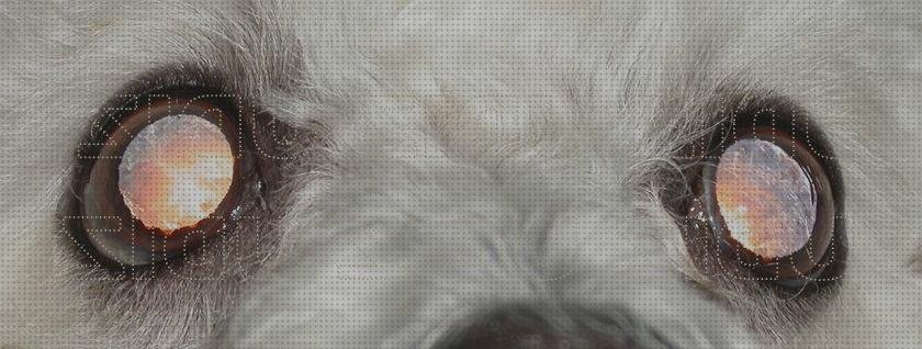 Las mejores perros oftalmoscopio directo perros