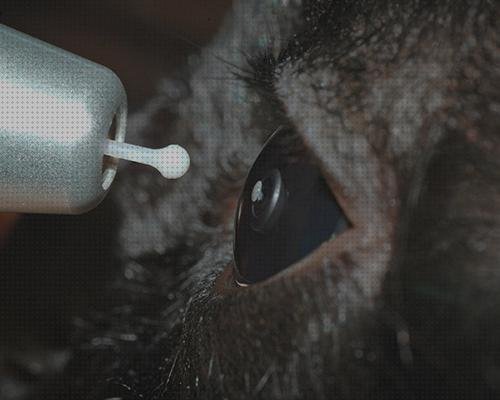 Review de oftalmoscopio directo perros