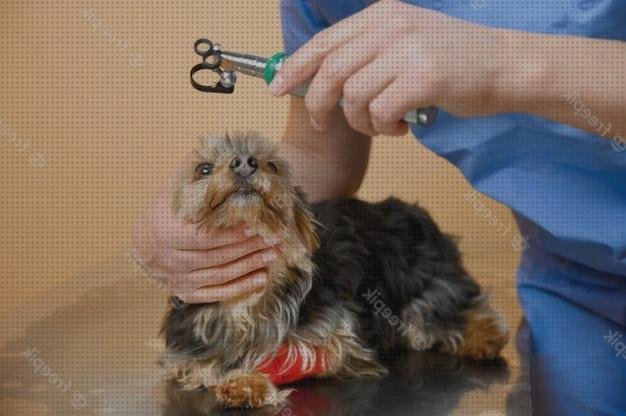 Review de oftalmoscopio fondo de ojo perro