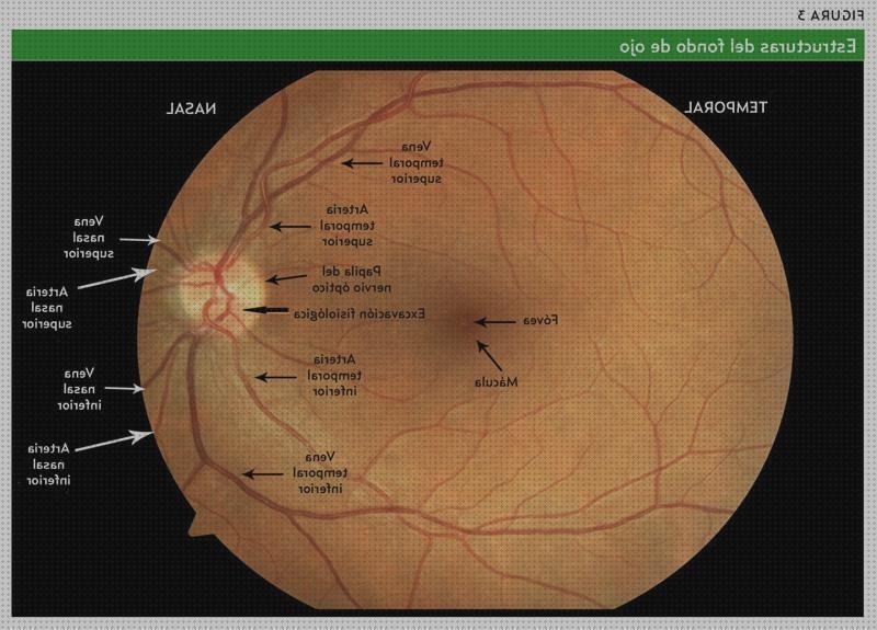 Los 12 Mejores oftalmoscopio ojos del mundo
