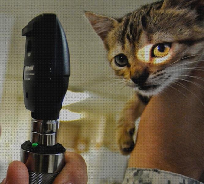 Las mejores marcas de oftalmoscopio digital oftalmoscopio veterinario