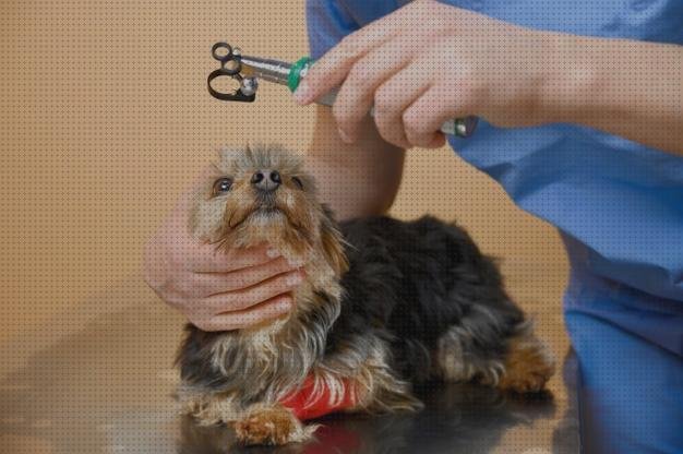 Review de oftalmoscopio veterinario