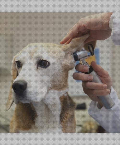 15 Mejores oftalmoscopio veterinarios cabezales