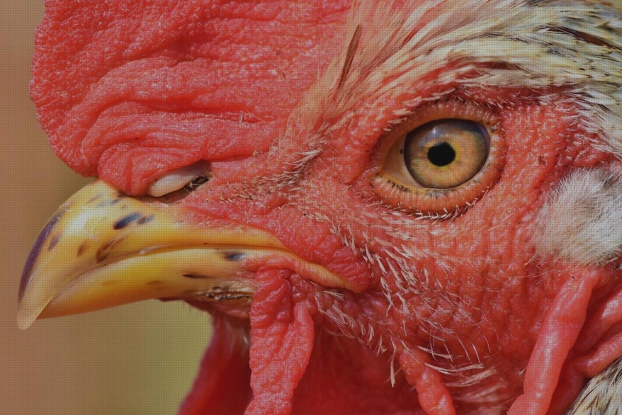 Análisis de los 17 mejores Ojos De Gallos Apósitos