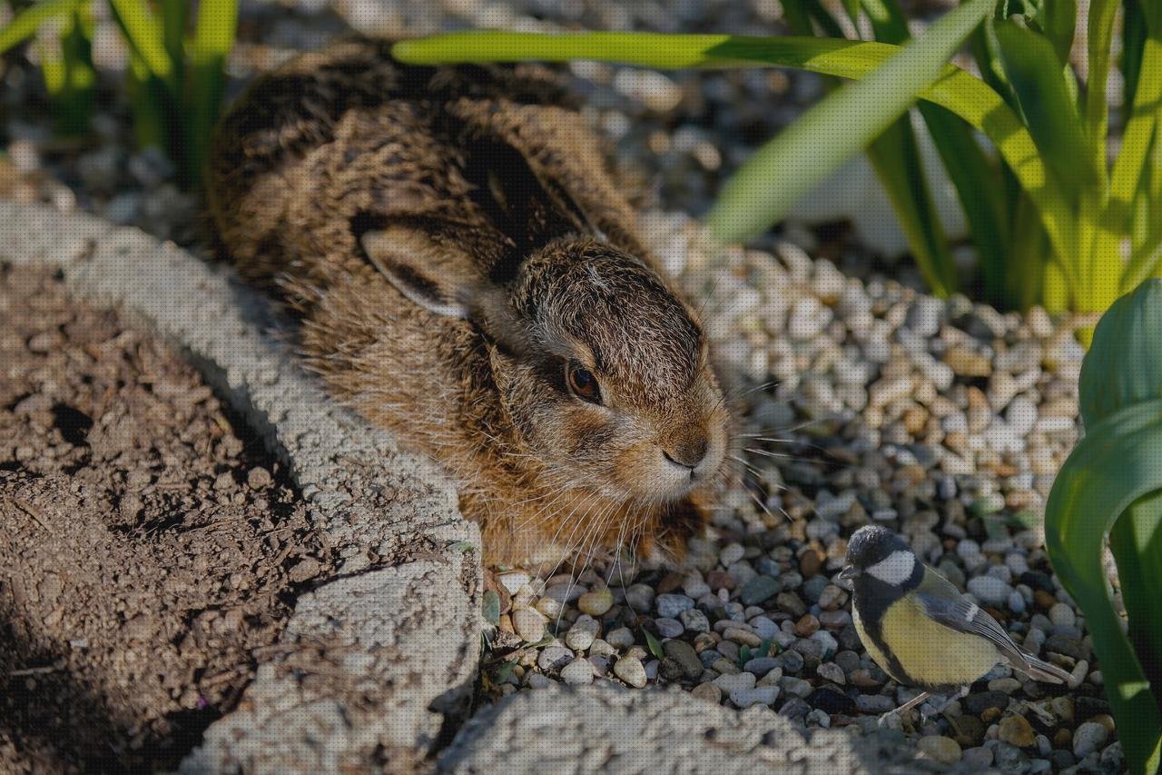 Las mejores marcas de ojos ojo lampara de hendidura