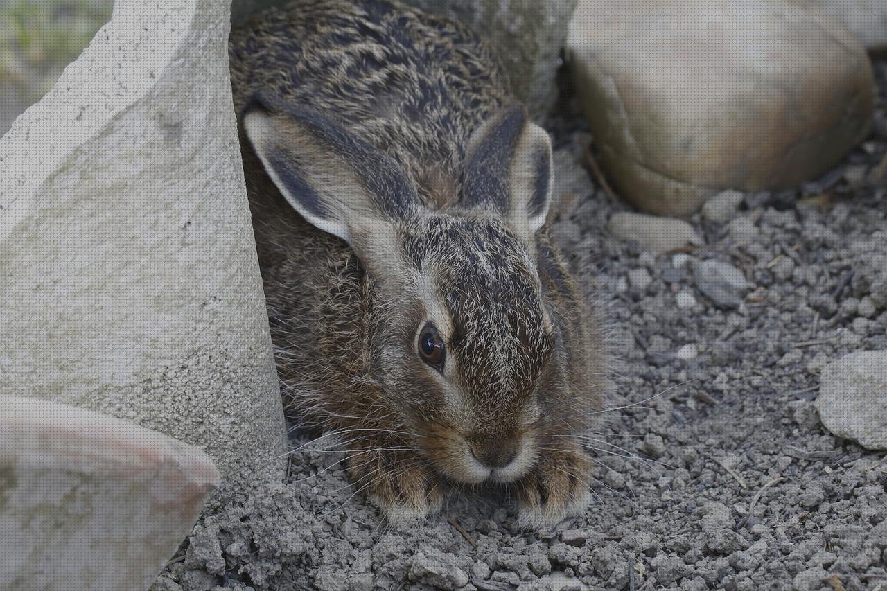 Review de ojo lampara de hendidura
