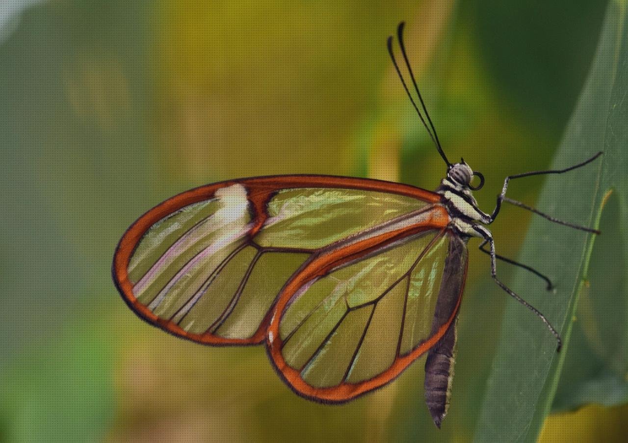 ¿Dónde poder comprar oftalmoscopio riester oftalmoscopio digital oto oftalmoscopio riester?