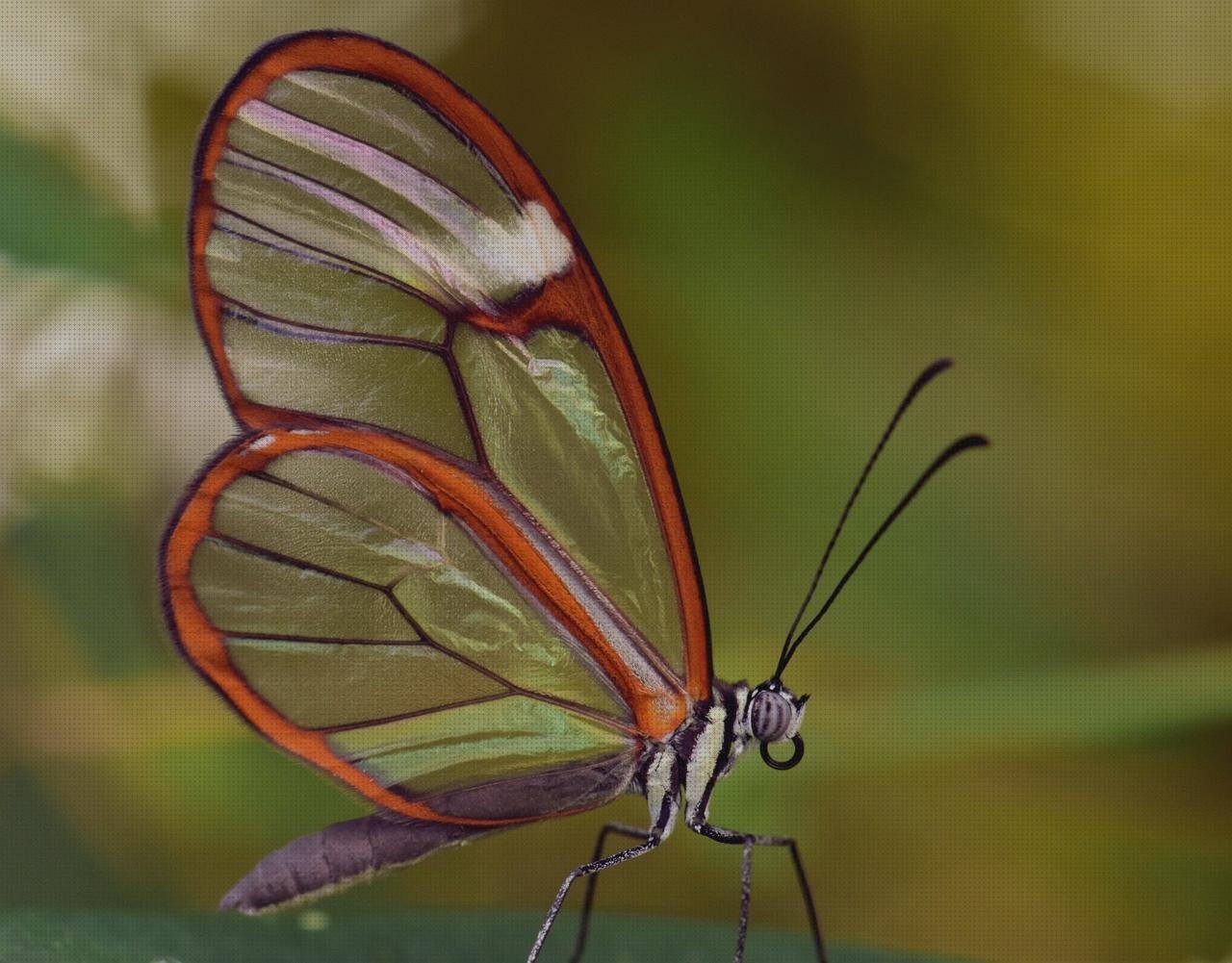 Review de oto oftalmoscopio riester