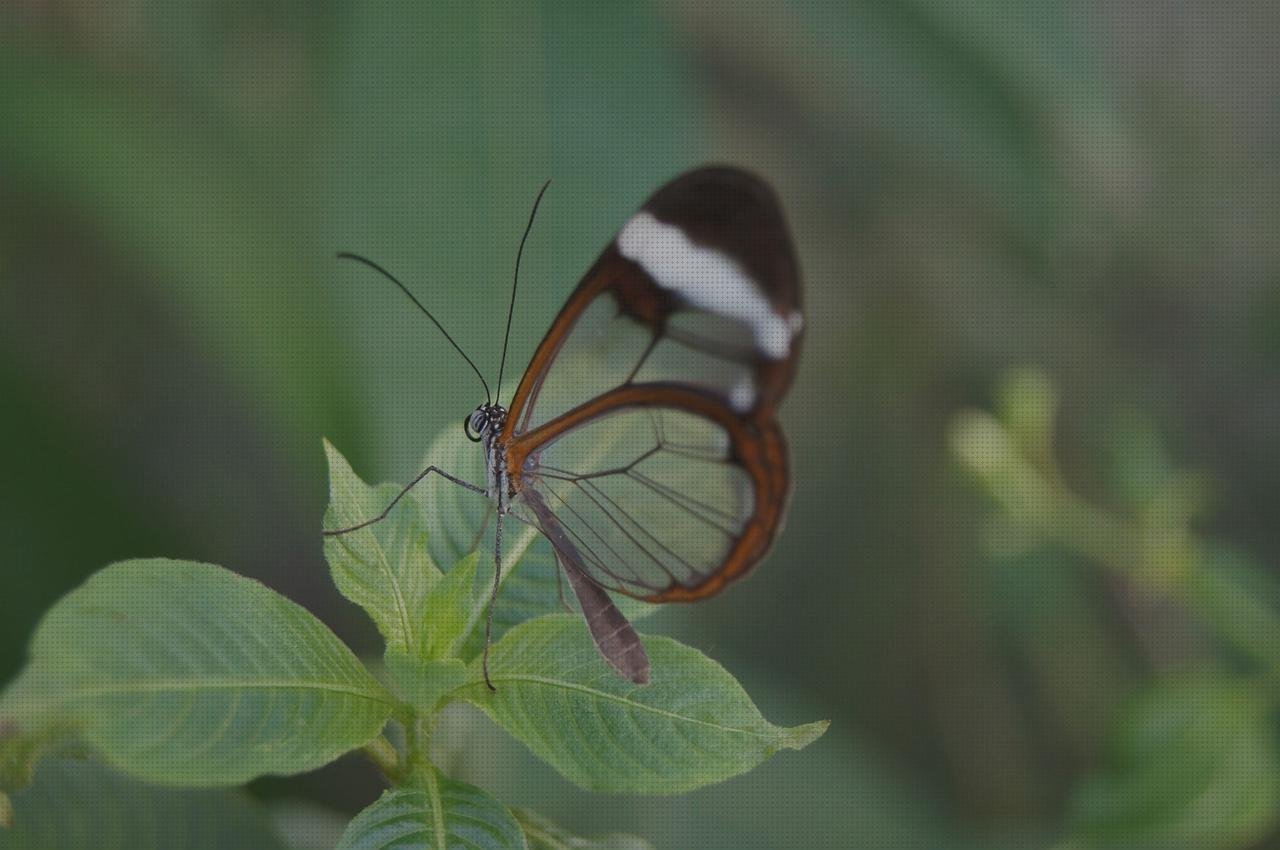 Opiniones de oftalmoscopio riester oftalmoscopio digital oto oftalmoscopio riester