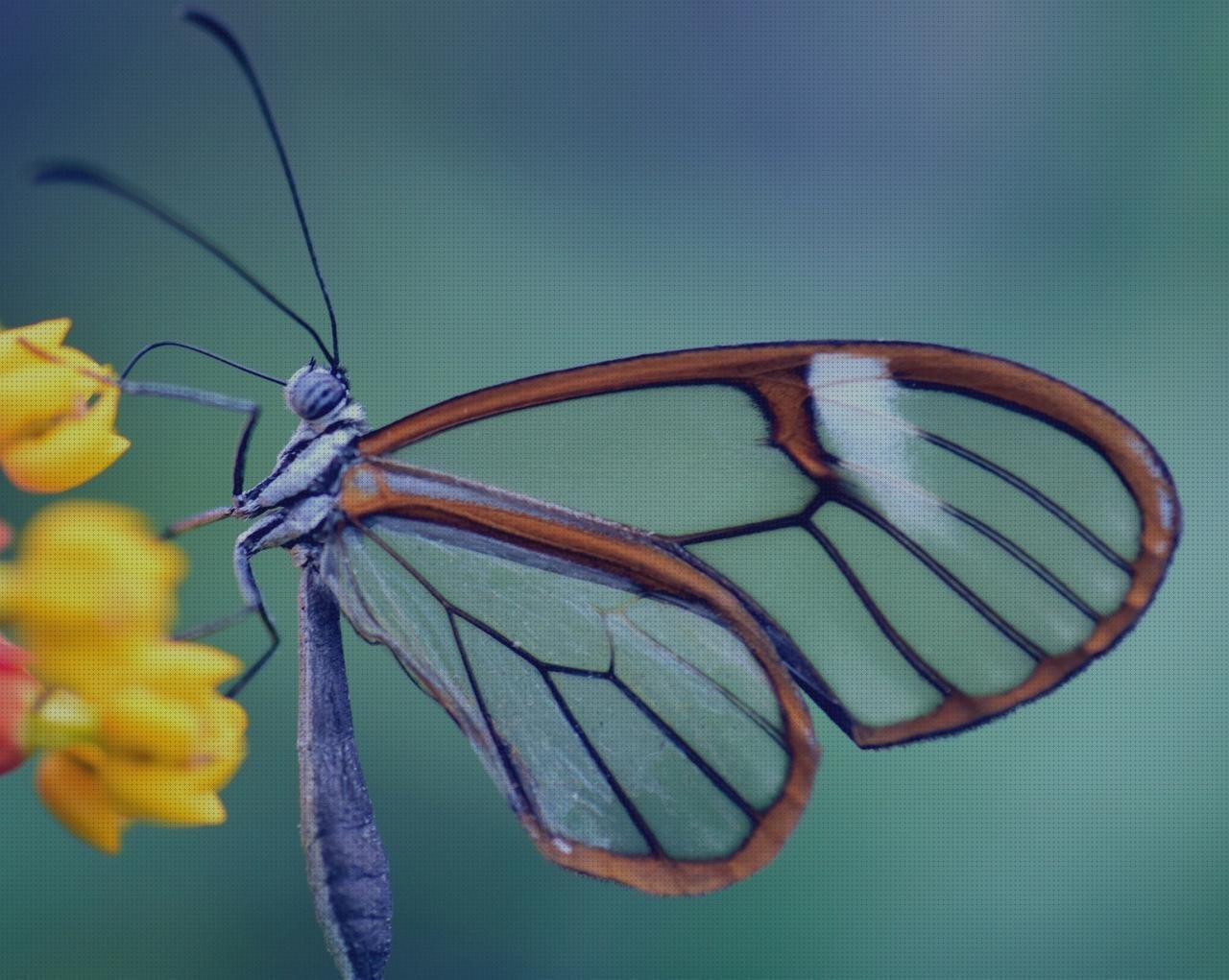 Mejores 9 oto oftalmoscopio riester del mundo