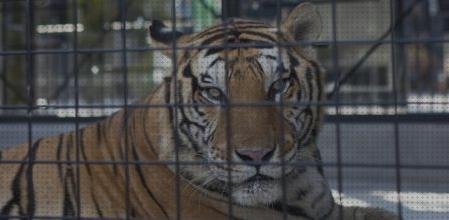 Las mejores marcas de panthera