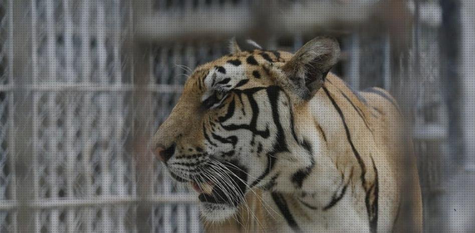 Análisis de los 10 mejores panthera médicos bajo análisis