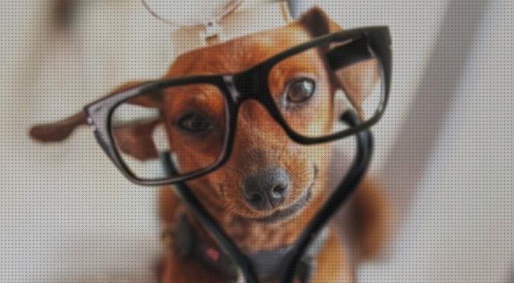 ¿Dónde poder comprar perros perros con fonendoscopio?