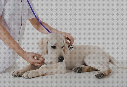 Las mejores marcas de perros perros con fonendoscopio