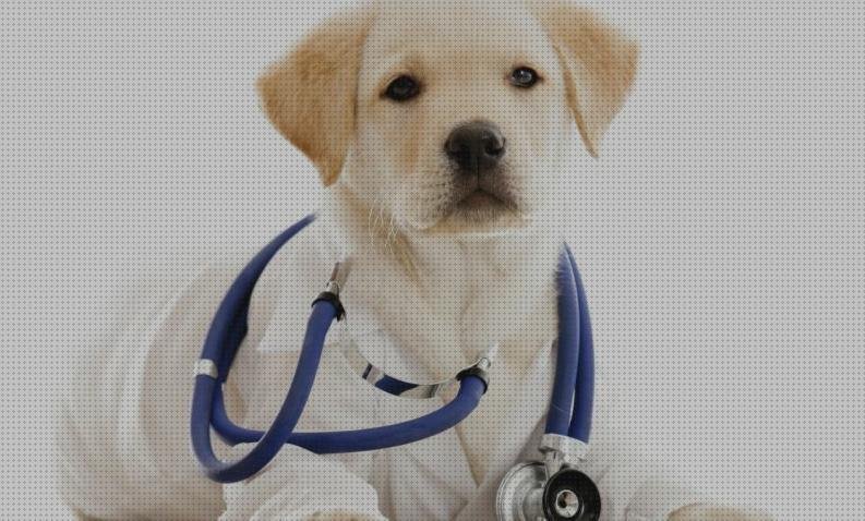 Las mejores perros perros con fonendoscopio