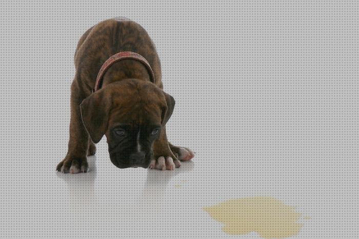 TOP 18 perros médicos