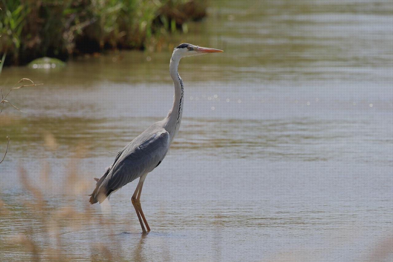 Opiniones de los 20 mejores Pic Solutiones Termómetros