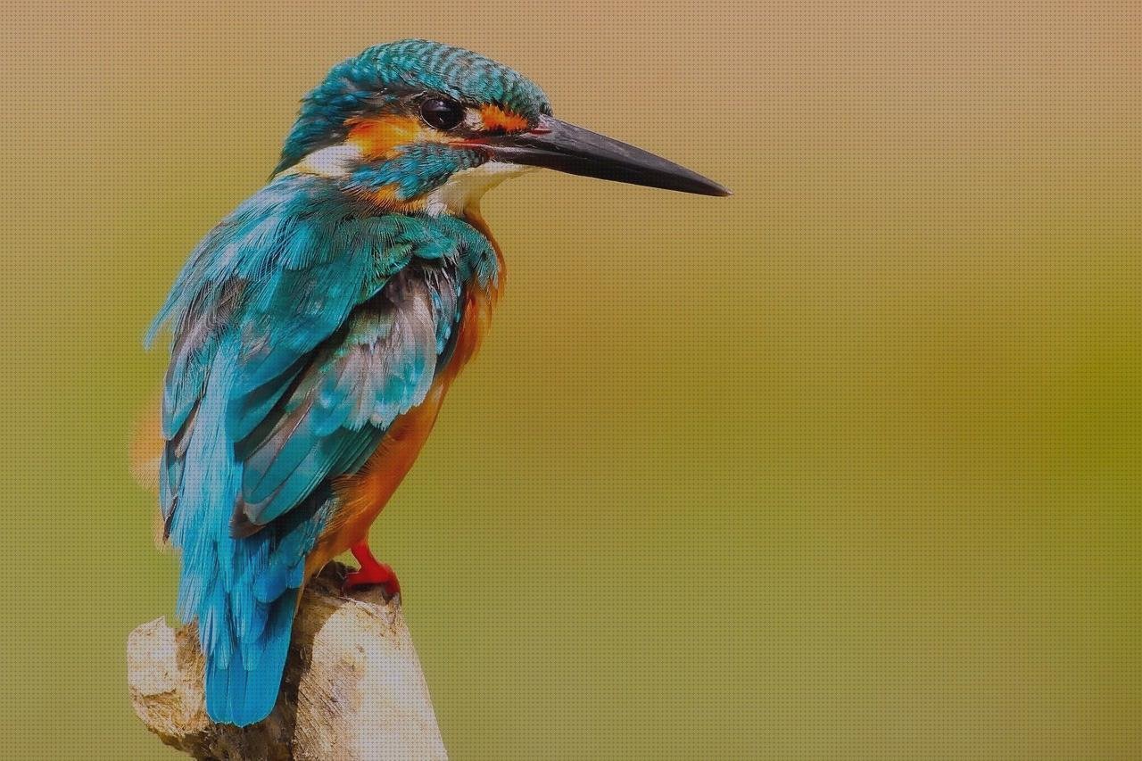 Las mejores pico laringoscopio