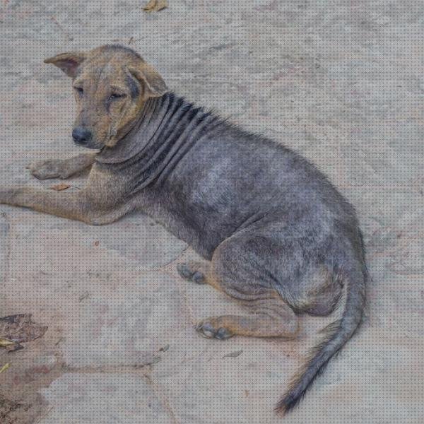 ¿Dónde poder comprar Mas vendas de 10 cm Mas vendas de baja extensibilidad Mas vendas el bronx picor y pelar piel vendas?