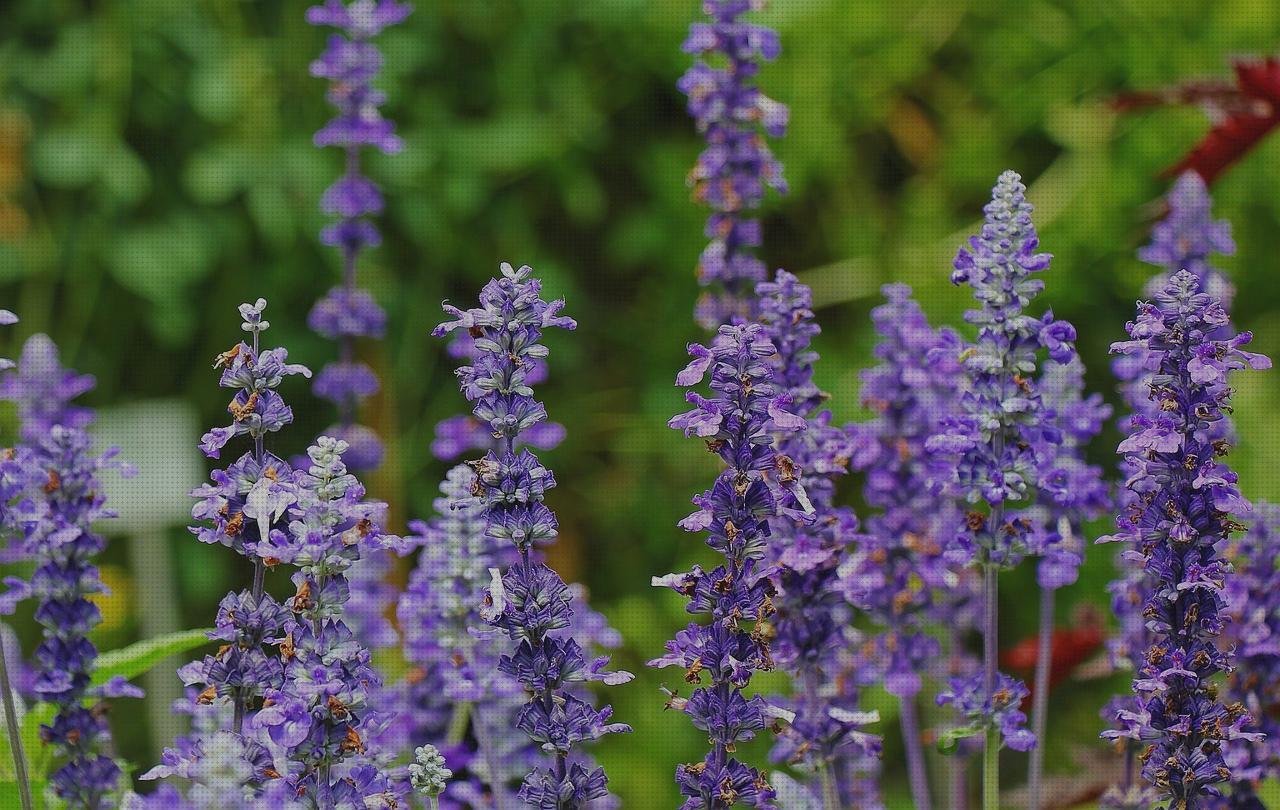 Las mejores plantas